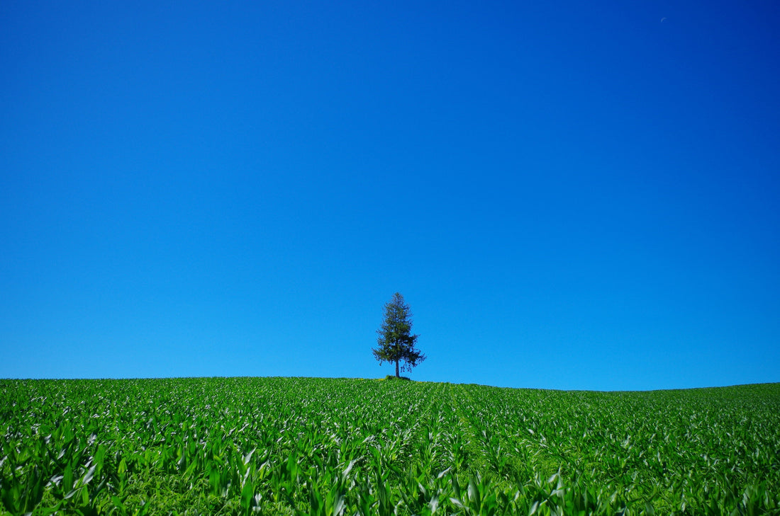 現代美術家 mitsuki oboro / みつきおぼろ